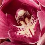 Orchidee Rosa e Bordeaux